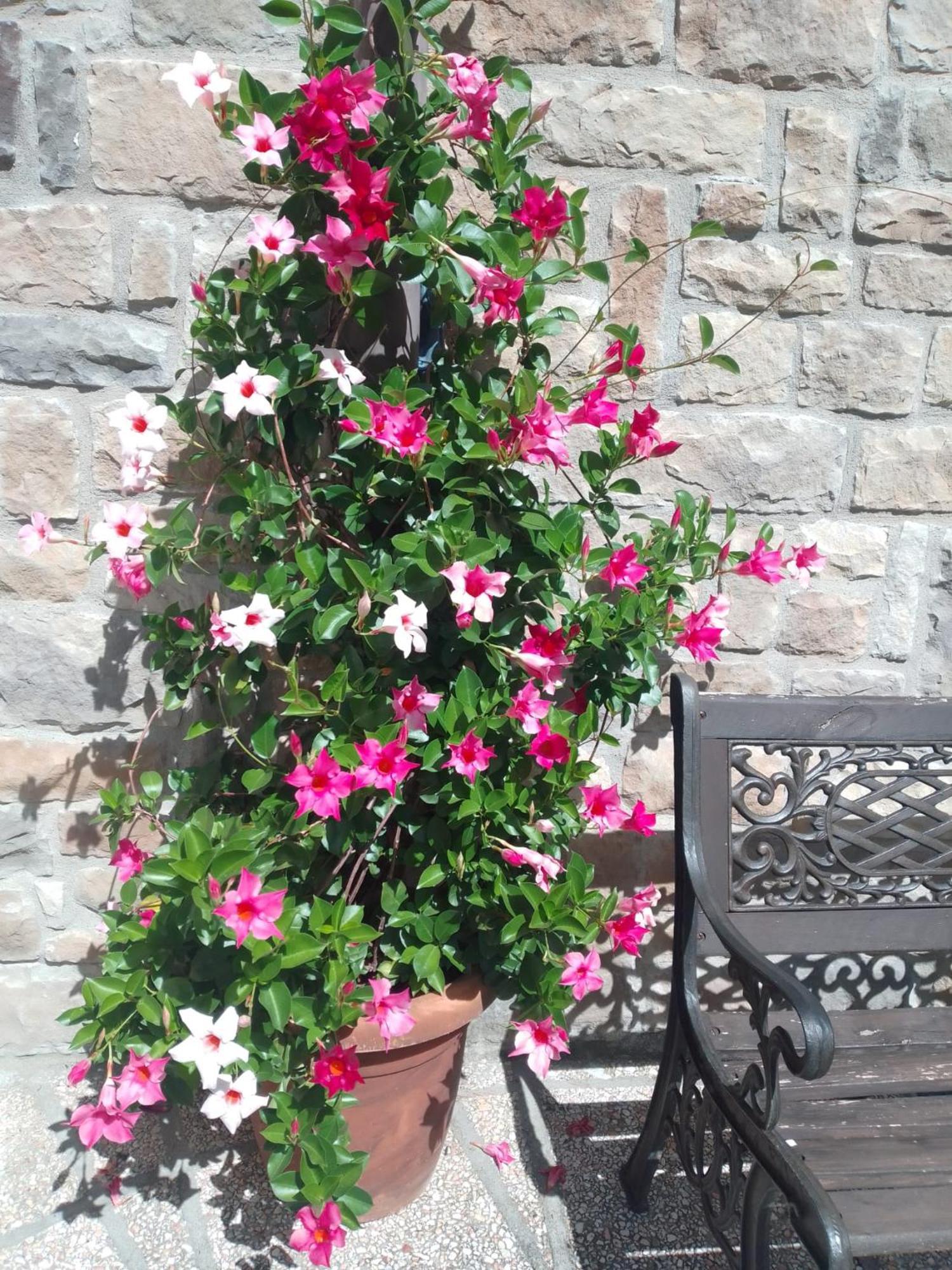 Giardino Aparthotel 3*